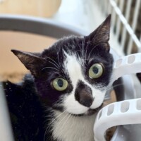 保護猫 – にゃぶ